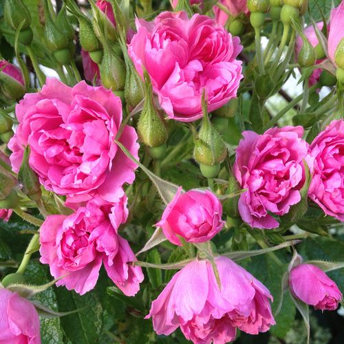 Rozen bestellen en bezorgen - Rosa Pink Grootendorst - roze - heesterrozen - zacht geurende roos - F.J. Grootendorst - Geschikt als haag, in gemengde borders en als snijbloem, groeit ook in halfschaduw, kan tegen flink snoeien.